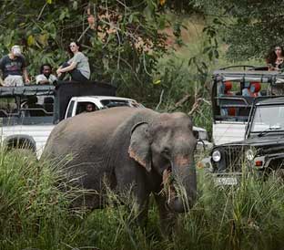 t Minneriya National Park