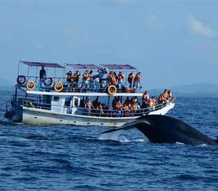 whale watching mirissa